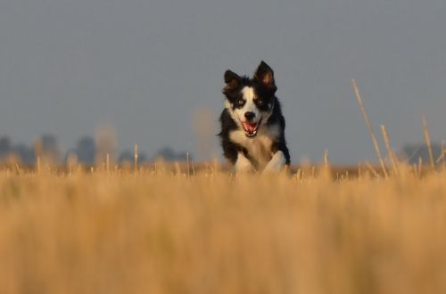 border collie running dog field