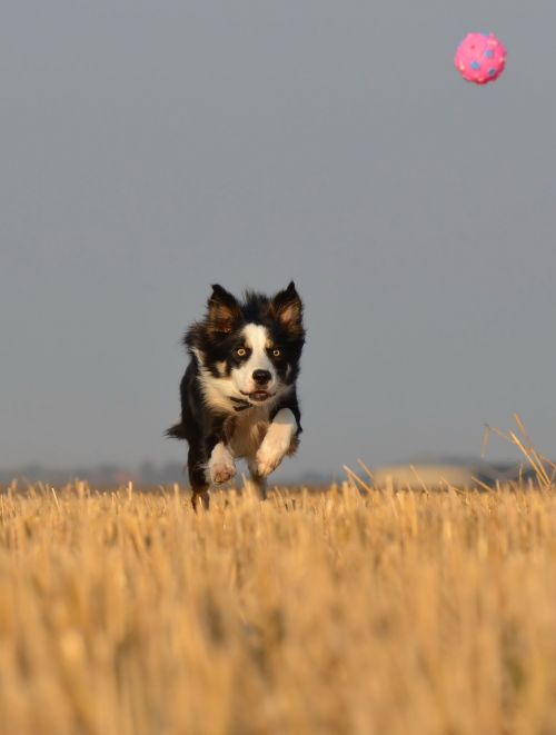 border collie running dog field
