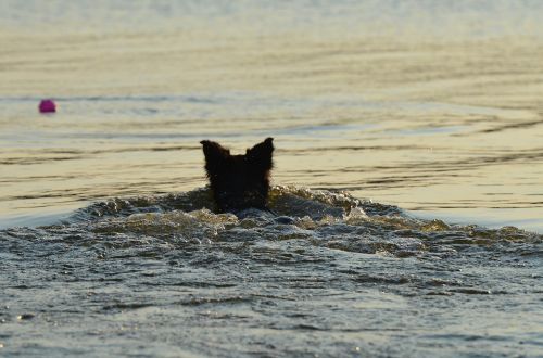 border collie summer in the water