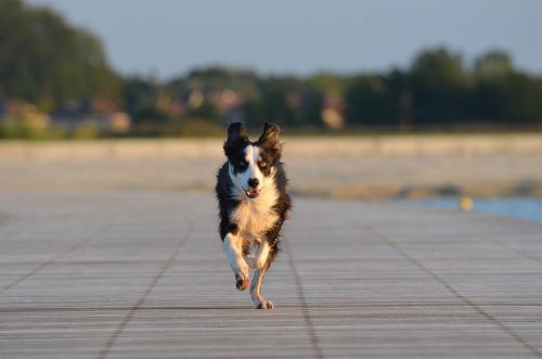 border collie running dog british sheepdog