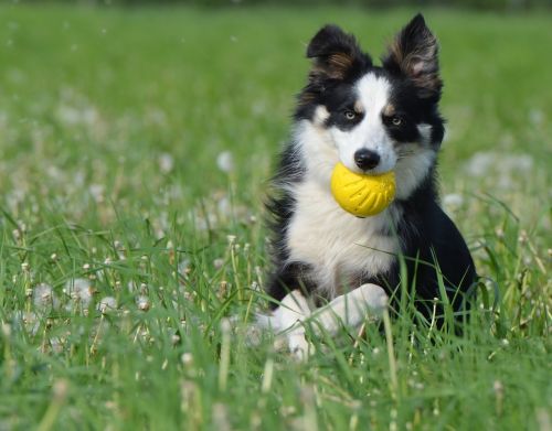border collie dog with ball apport