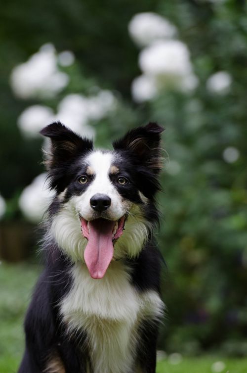 border collie portrait dog