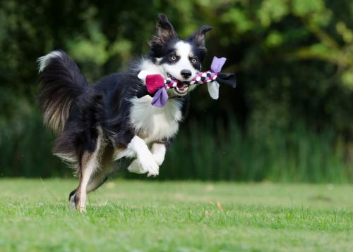 border collie running dog playful