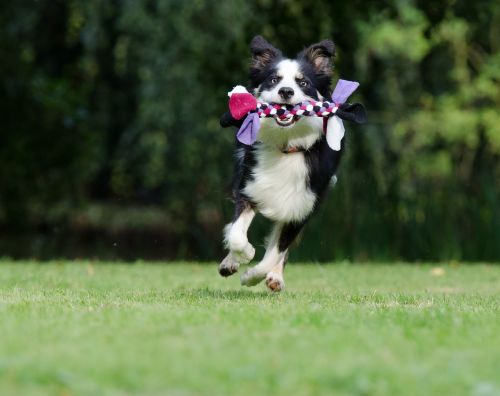 border collie running dog playful