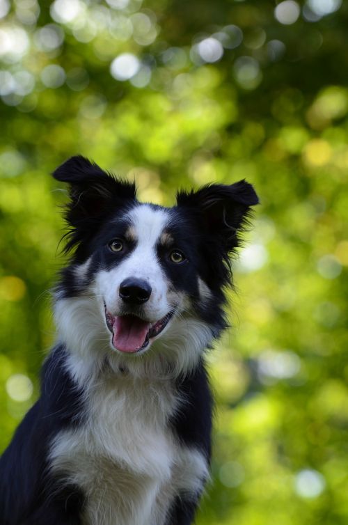 border collie portrait head