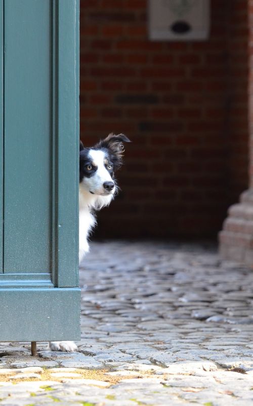 border collie door british sheepdog