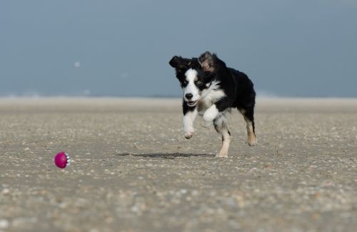 border collie dog runs after ball with ball