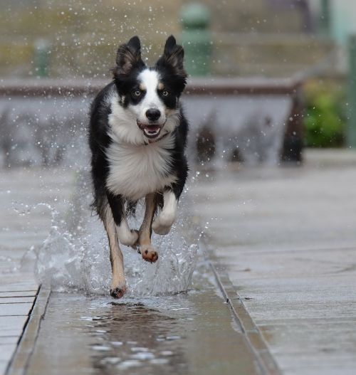 border collie fountain city running dog