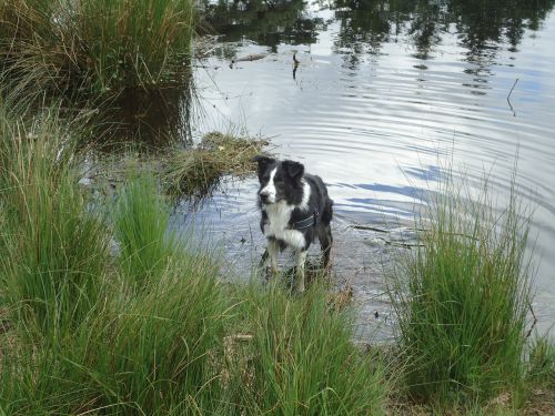 border collie water ven