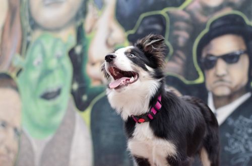 border collie graffiti colorful