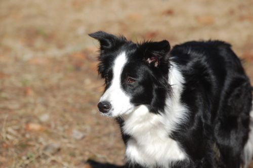 border collie dog pet