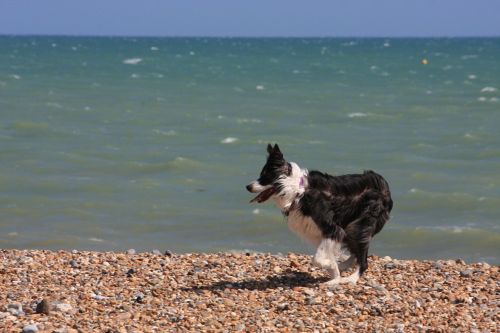 border collie collie dog