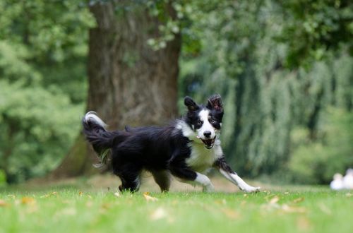border collie running dog young dog