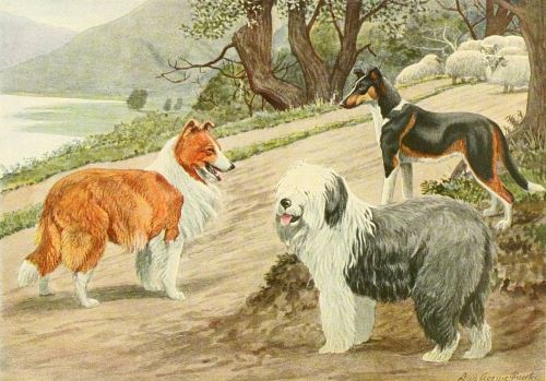 border collie dog trio dog