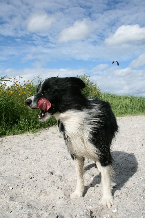 border colly dog beach