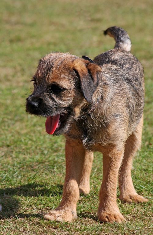 border terrier terrier puppy