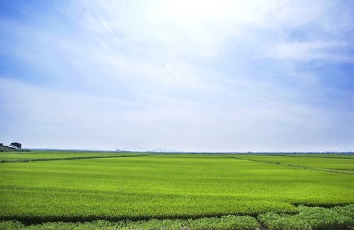 boreas  rice paddies  landscape