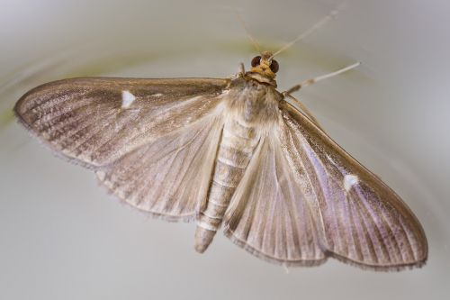 cydalima perspectalis butterfly brown variety