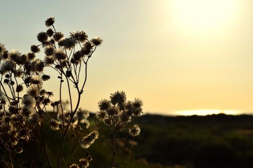 borkum evening dune