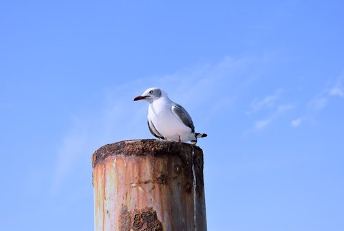 born  paracas peru  seagull