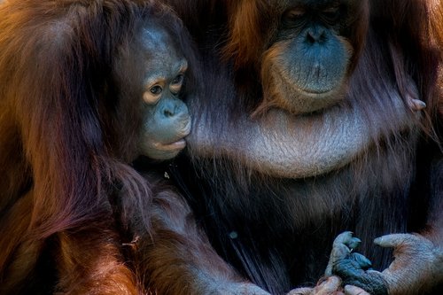 bornean  orangutan  monkey