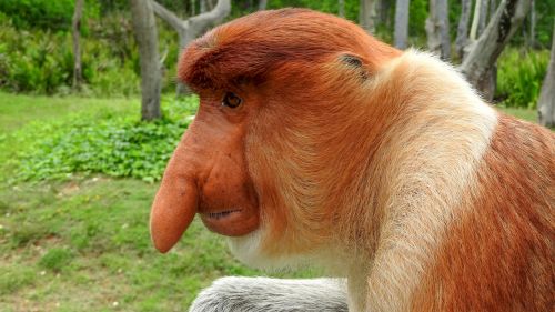 borneo sepilok proboscis monkey