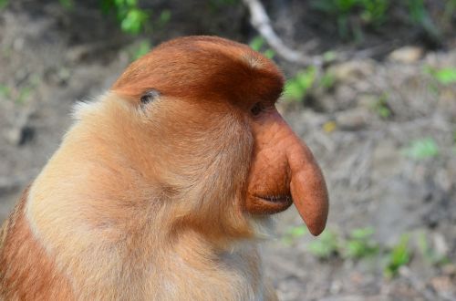 borneo monkey long proboscis monkey