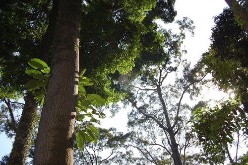 borneo  jungle  rain forest