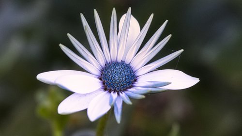 bornholm marguerite  blossom  bloom