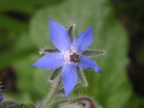 borretschblüte borage blue flower