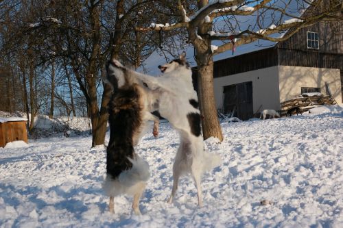 borzoi greyhound snow