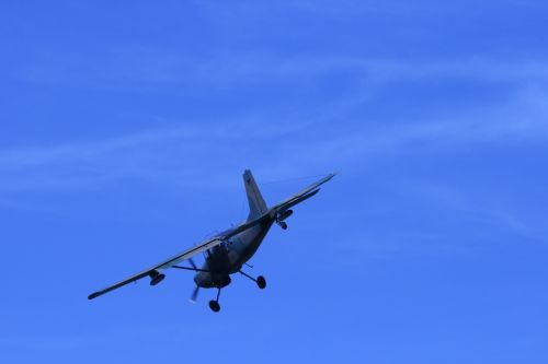 Bosbok In Flight