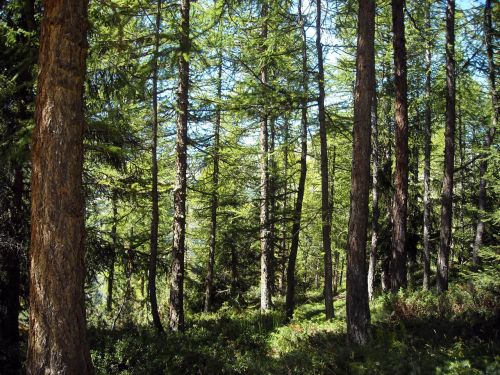 Mountain Forest