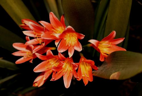 boslelie lily tubuler