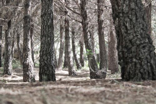 bosque pinos forest