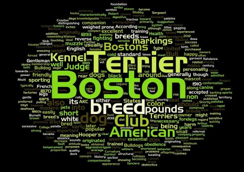 boston terrier dog