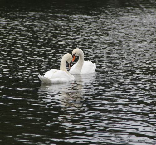 boston commons lovebirds swans