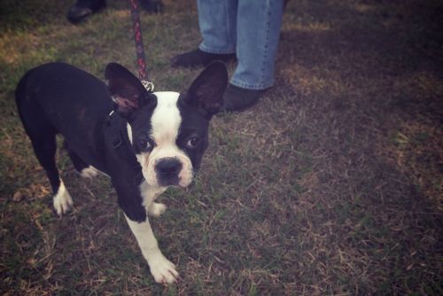 boston terrier dog animal