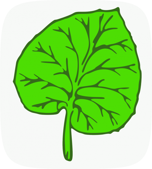 botanic leaf green