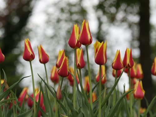 botanic tulips flowers color