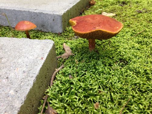 botanical mushroom nature