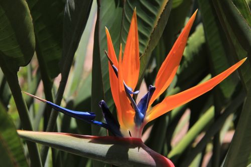 botanical garden blossom