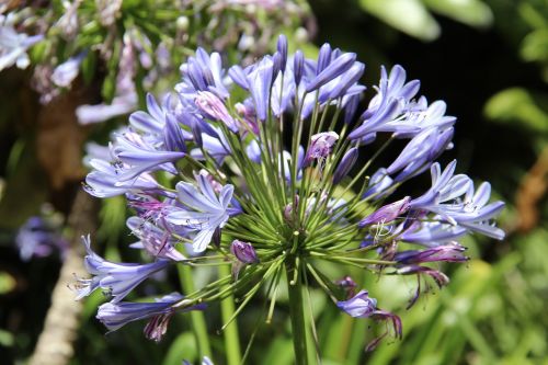 botanical garden flowers