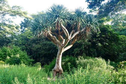 botanical tree banksia