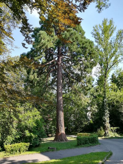 botanical garden trees