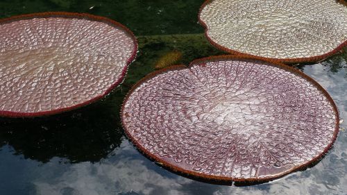 botanical garden water lily water basin