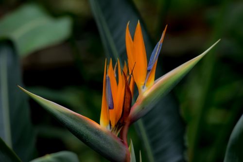 strelitzia bird of paradise flower botanical garden