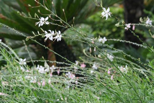 botanical garden raindrops flowers