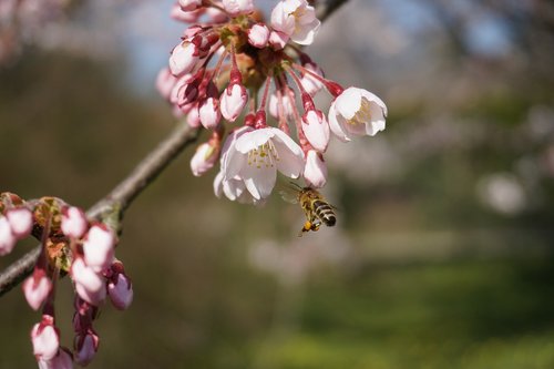 botanical garden  bee  tokyo cherry