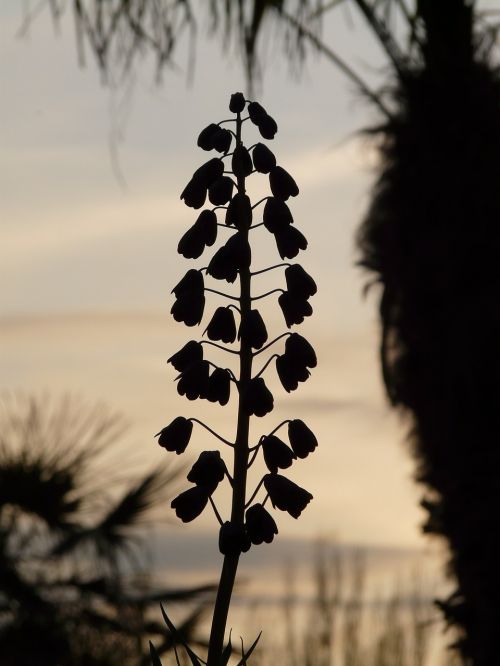 botanical garden garden back light